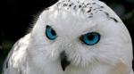 Whiteowl